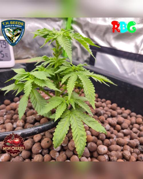 Mon Cherry ( DWC ). Week 8 - Week 8 
Day 6 