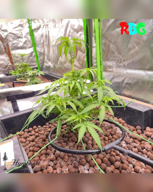 SundogZ (DWC). Week 8 - Week 8 
Day 7 