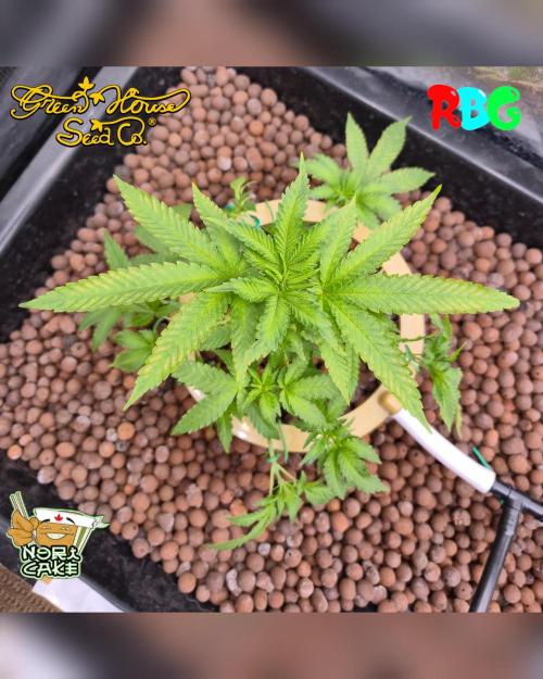 Nori cake ( RDWC ). Week 8 - Week 8
Day 7