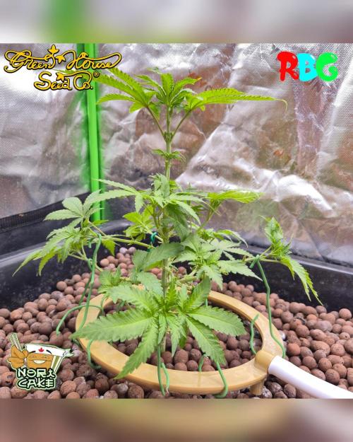 Nori cake ( RDWC ). Week 8 - Week 8
Day 7 