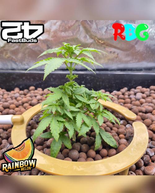 Rainbow Melon ( RDWC ). Week 8 - Week 8 
Day 7