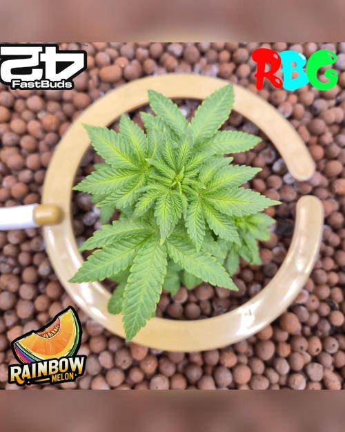 Rainbow Melon ( RDWC ). Week 8 - Week 8 
Day 7