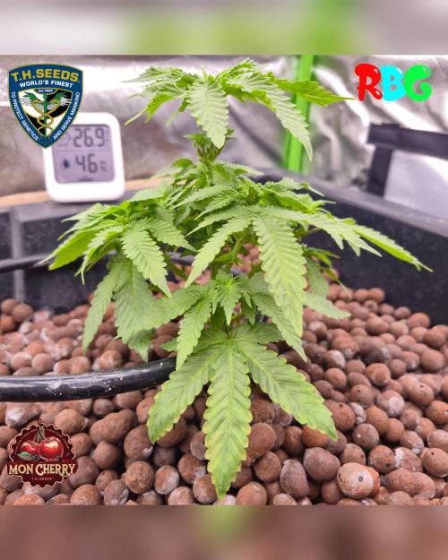 Mon Cherry ( DWC ). Week 8 - Week 8 
Day 7 