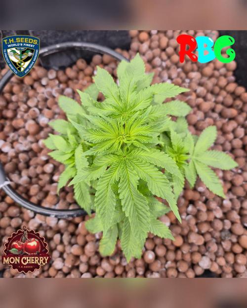 Mon Cherry ( DWC ). Week 8 - Week 8 
Day 7 