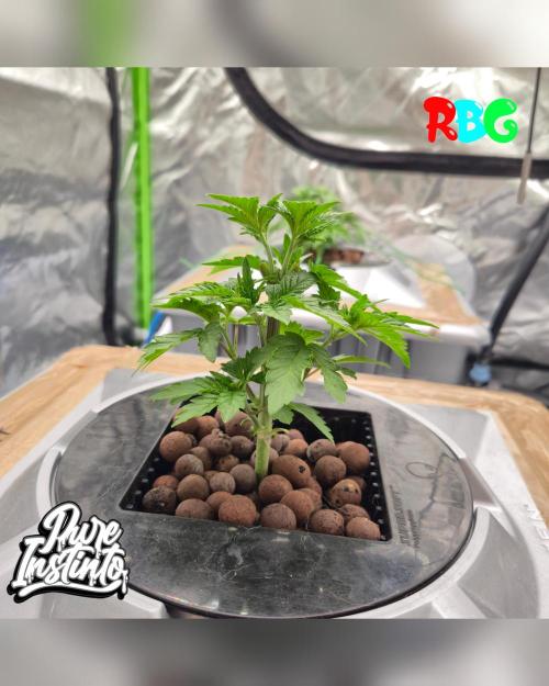 HB Dunkin'z ( RDWC ). Week 4 - Week 4 
Day 3