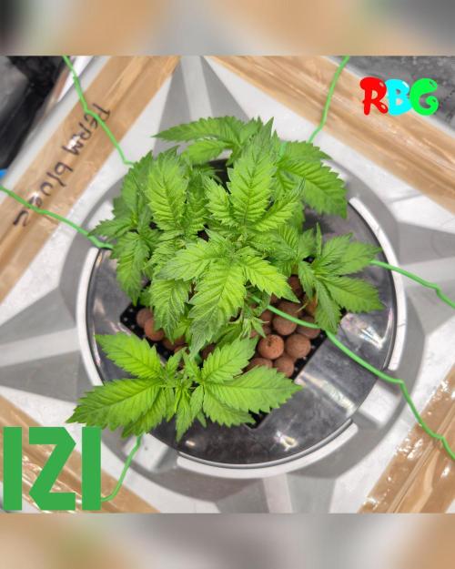 ( IZI Comp )Permanent Bluez RDWC. Week 4 - Week 4 
Day 3