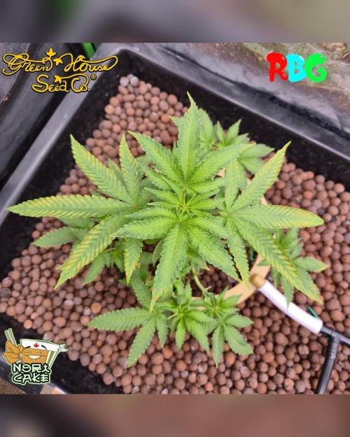 Nori cake ( RDWC ). Week 9 - 19/2/26
Week 9
Day 2 