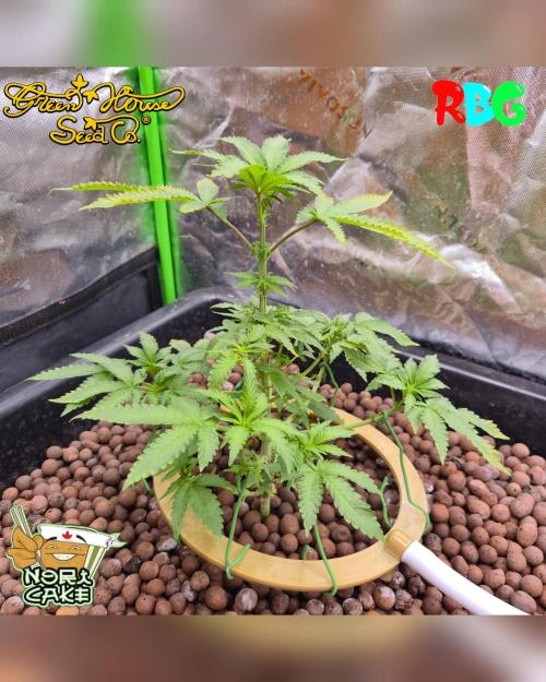 Nori cake ( RDWC ). Week 9 - Week 9 
Say 2 