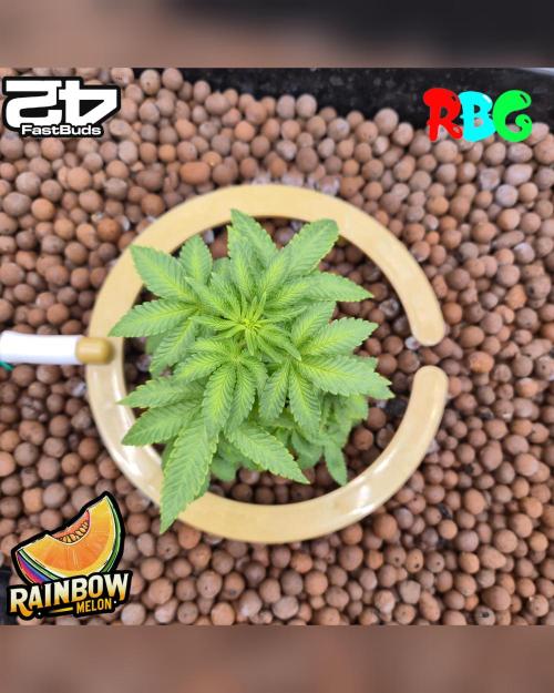 Rainbow Melon ( RDWC ). Week 9 - Week 9
Day 2 
