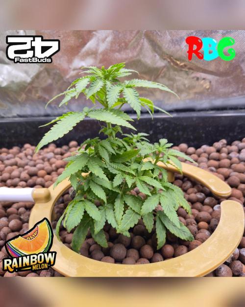 Rainbow Melon ( RDWC ). Week 9 - Week 9
Day 2 