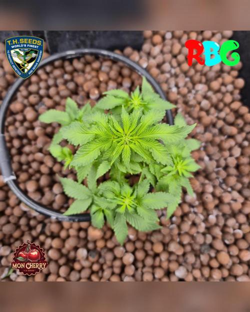 Mon Cherry ( DWC ). Week 9 - Week 9
Day 2 