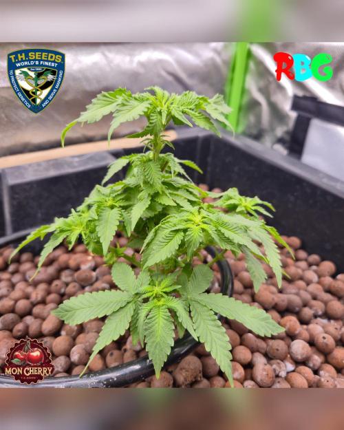 Mon Cherry ( DWC ). Week 9 - Week 9 
Day 2 