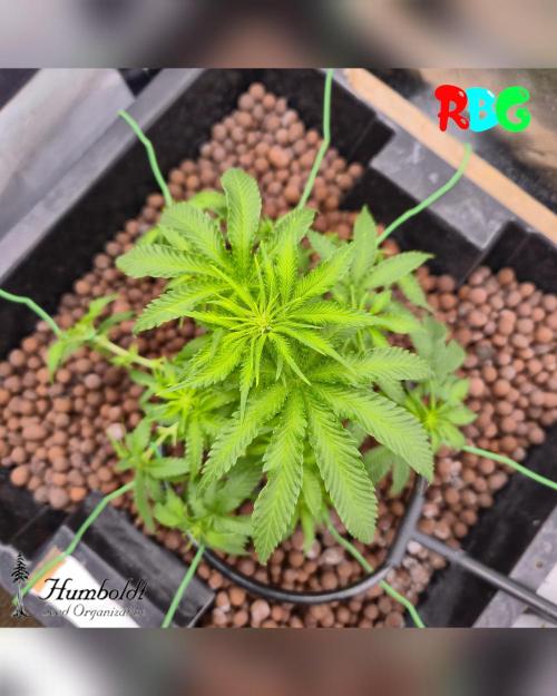 SundogZ (DWC). Week 9 - Week 9
Day 2 