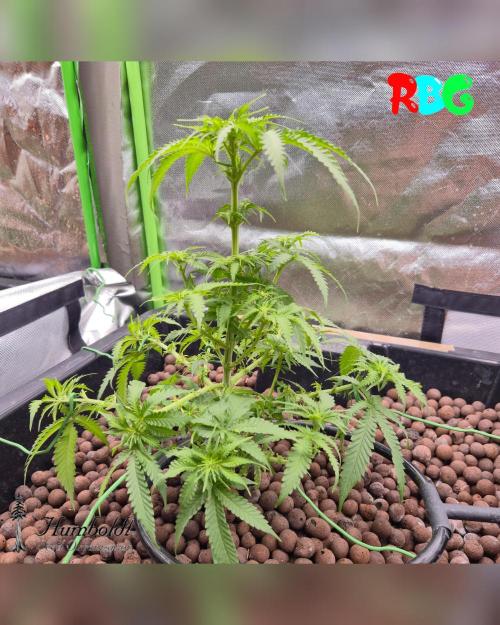 SundogZ (DWC). Week 9 - Week 9 
Day 2 