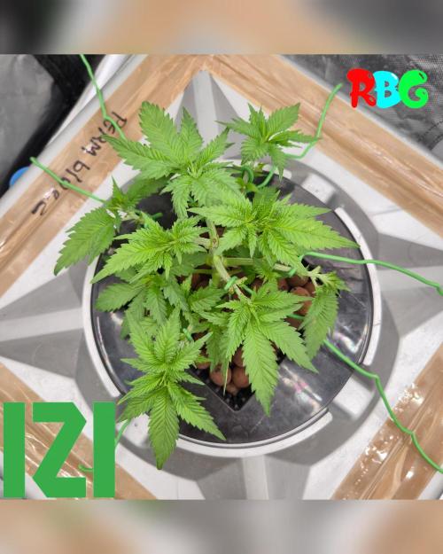 ( IZI Comp )Permanent Bluez RDWC. Week 4 - Week 4 
Day 5