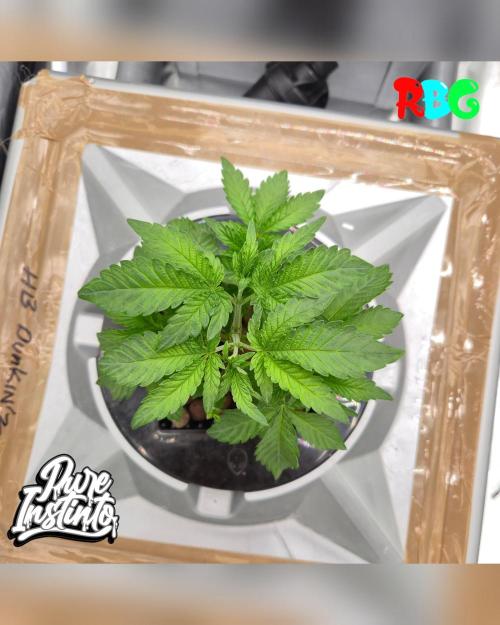 HB Dunkin'z ( RDWC ). Week 4 - Week 4
Day 5