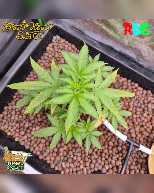 Nori cake ( RDWC ). Week 9 - Week 9
Day 3
