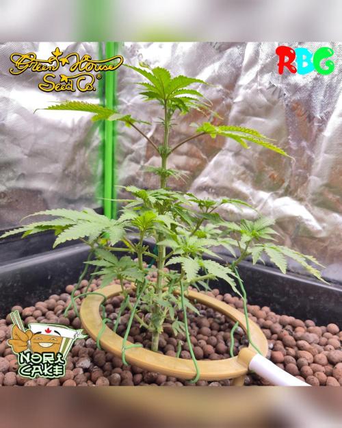 Nori cake ( RDWC ). Week 9 - Week 9 
Day 3