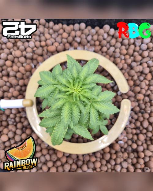 Rainbow Melon ( RDWC ). Week 9 - Week 9
Day 3
