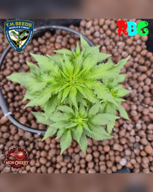 Mon Cherry ( DWC ). Week 9 - Week 9
Day 3