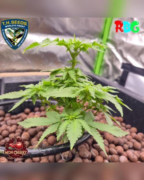 Mon Cherry ( DWC ). Week 9 - Week 9
Day 3
