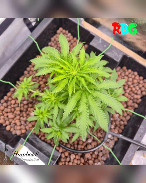 SundogZ (DWC). Week 9 - Week 9
Day 3