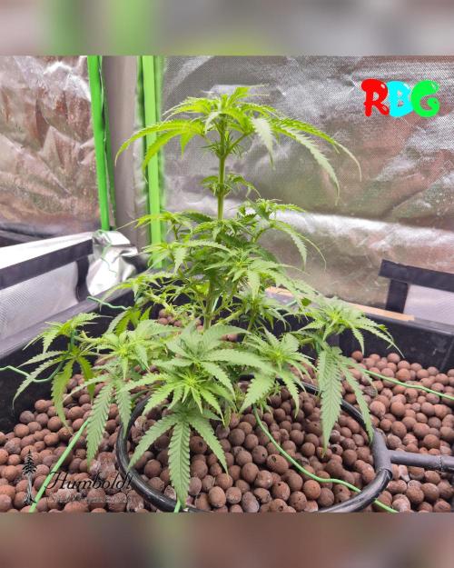 SundogZ (DWC). Week 9 - Week 9
Day 3