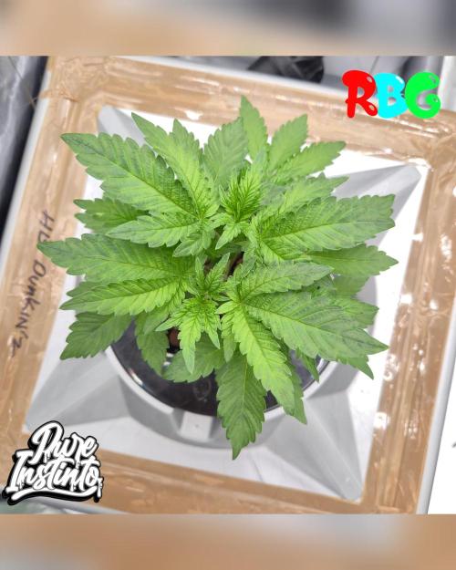 HB Dunkin'z ( RDWC ). Week 4 - Week 4
Day 6