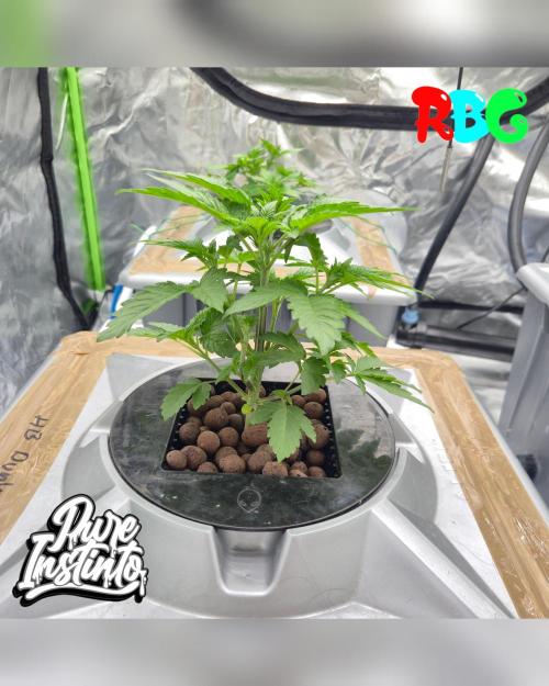 HB Dunkin'z ( RDWC ). Week 4 - Week 4
Day 6