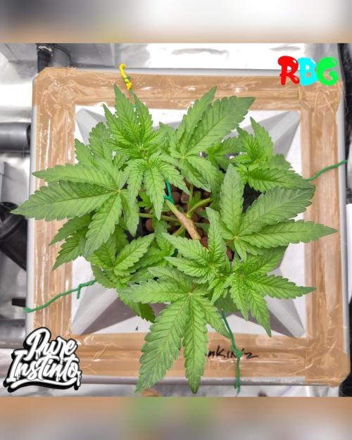 HB Dunkin'z ( RDWC ). Week 5 - Week 5 
Day 2 