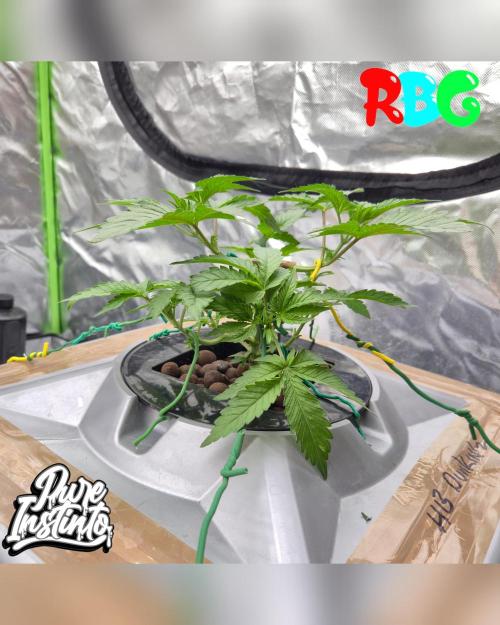 HB Dunkin'z ( RDWC ). Week 5 - Week 5
Day 2 