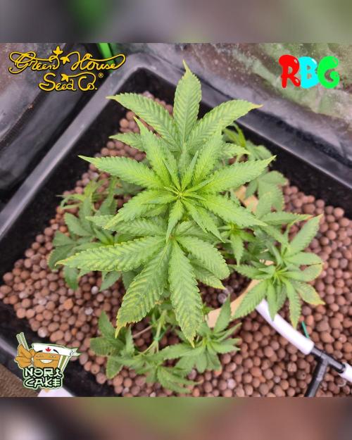 Nori cake ( RDWC ). Week 9 - Week 9 
Day 6