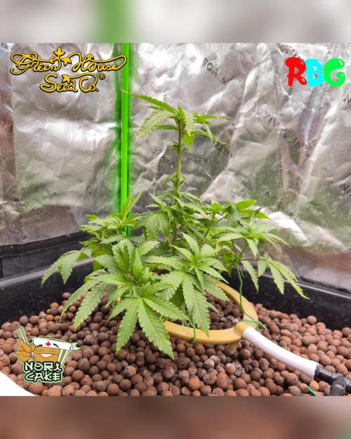 Nori cake ( RDWC ). Week 9 - Week 9
Day 6