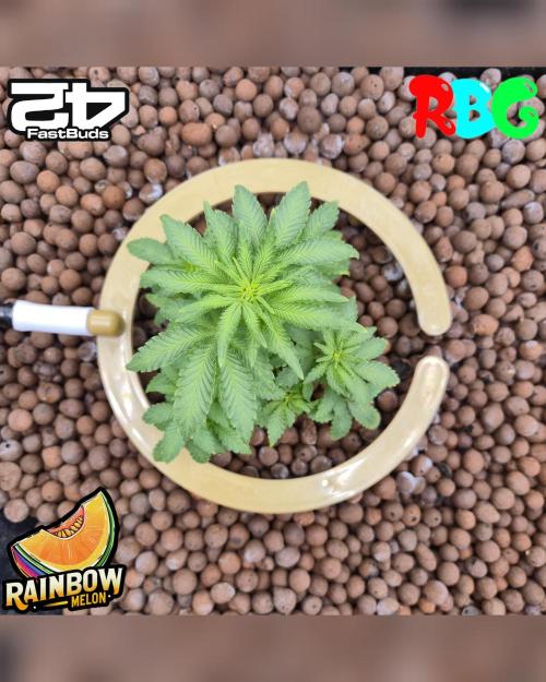Rainbow Melon ( RDWC ). Week 9 - Week 9
Day 6