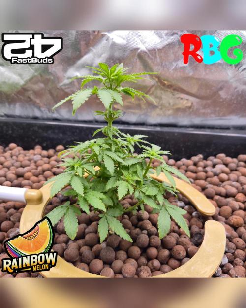 Rainbow Melon ( RDWC ). Week 9 - Week 9 
Day 6 