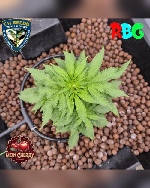 Mon Cherry ( DWC ). Week 9 - Week 9 
Day 6