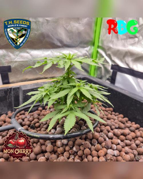 Mon Cherry ( DWC ). Week 9 - Week 9 
Day 6 