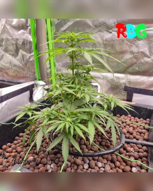 AeroZesh S6 Inline Fan. Week 9