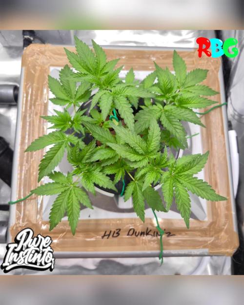 HB Dunkin'z ( RDWC ). Week 5 - Week 5 
Day 3 