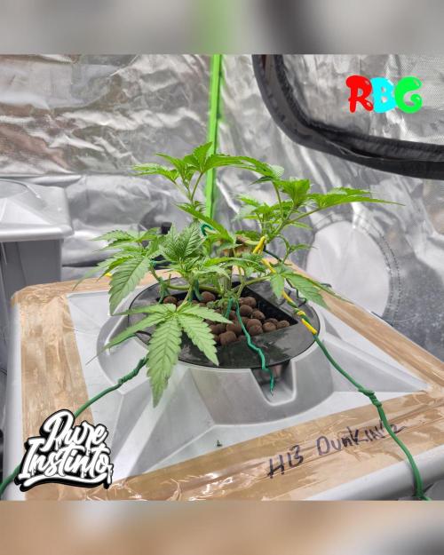HB Dunkin'z ( RDWC ). Week 5 - Week 5 
Day 3 