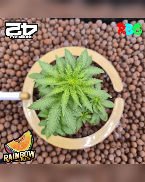 Rainbow Melon ( RDWC ). Week 9 - Week 9 
Day 7