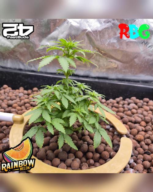 Rainbow Melon ( RDWC ). Week 9 - Week 9 
Day 7