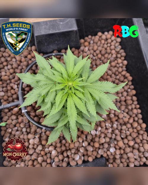 Mon Cherry ( DWC ). Week 9 - Week 9
Day 7