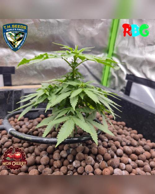 Mon Cherry ( DWC ). Week 9 - Week 9 
Day 7