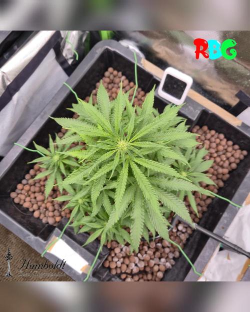 SundogZ (DWC). Week 9 - Week 9 
Day 7