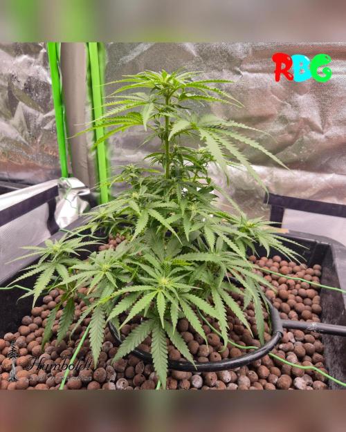 AeroZesh S6 Inline Fan. Week 9