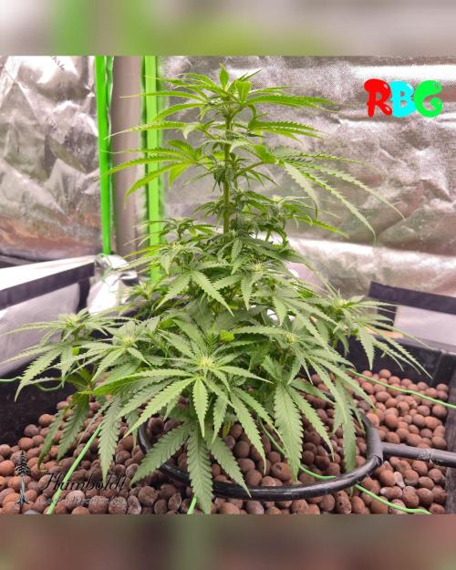 SundogZ (DWC). Week 10 - Week 10 
Day 1 