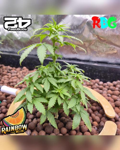 Rainbow Melon ( RDWC ). Week 10 - Week 10 
Day 1 