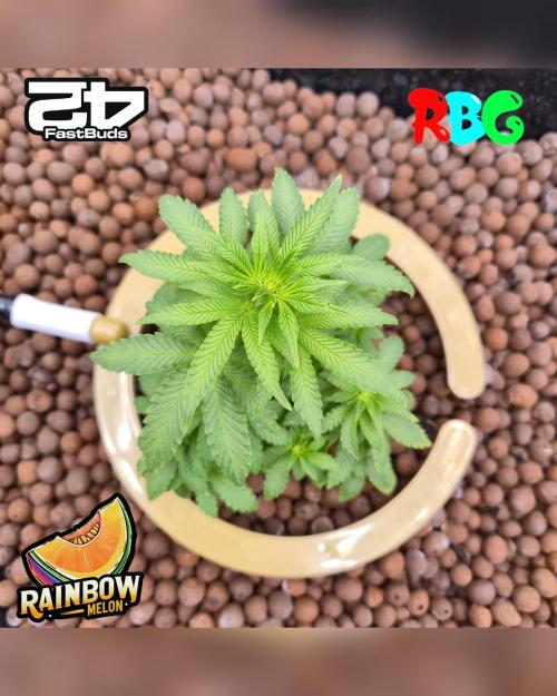 Rainbow Melon ( RDWC ). Week 10 - Week 10 
Day 1 