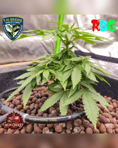 Mon Cherry ( DWC ). Week 10 - Week 10 
Day 1 